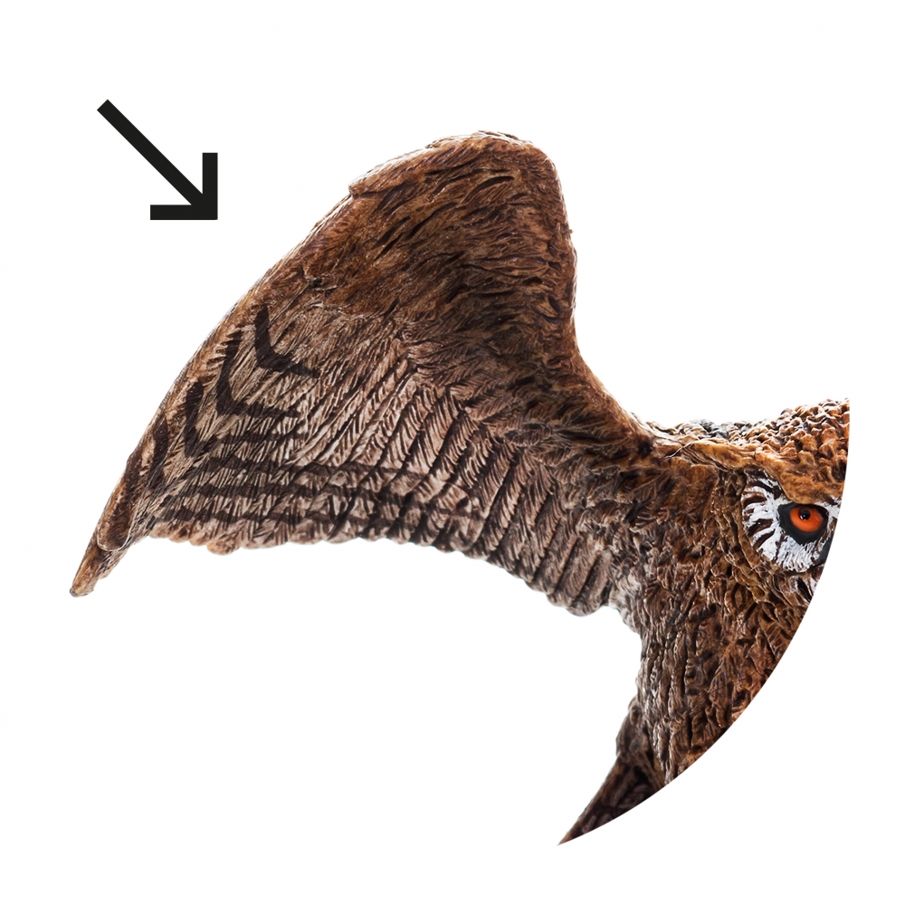 Imagen en la que se ve un ala de animal