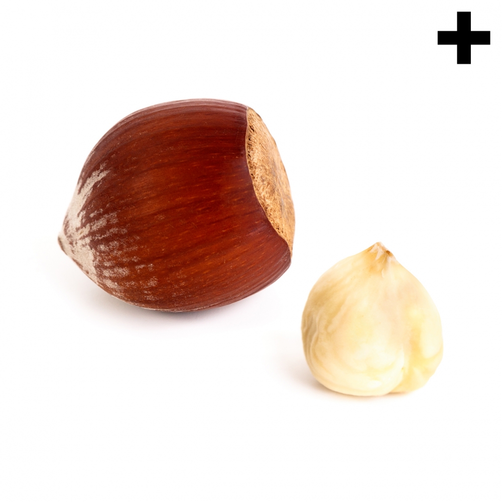 Imagen en la que se ve el plural del concepto avellana