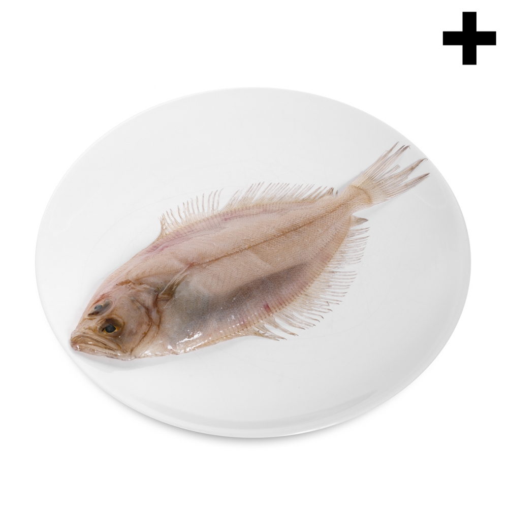 Imagen en la que se ve el plural del concepto gallo pescado