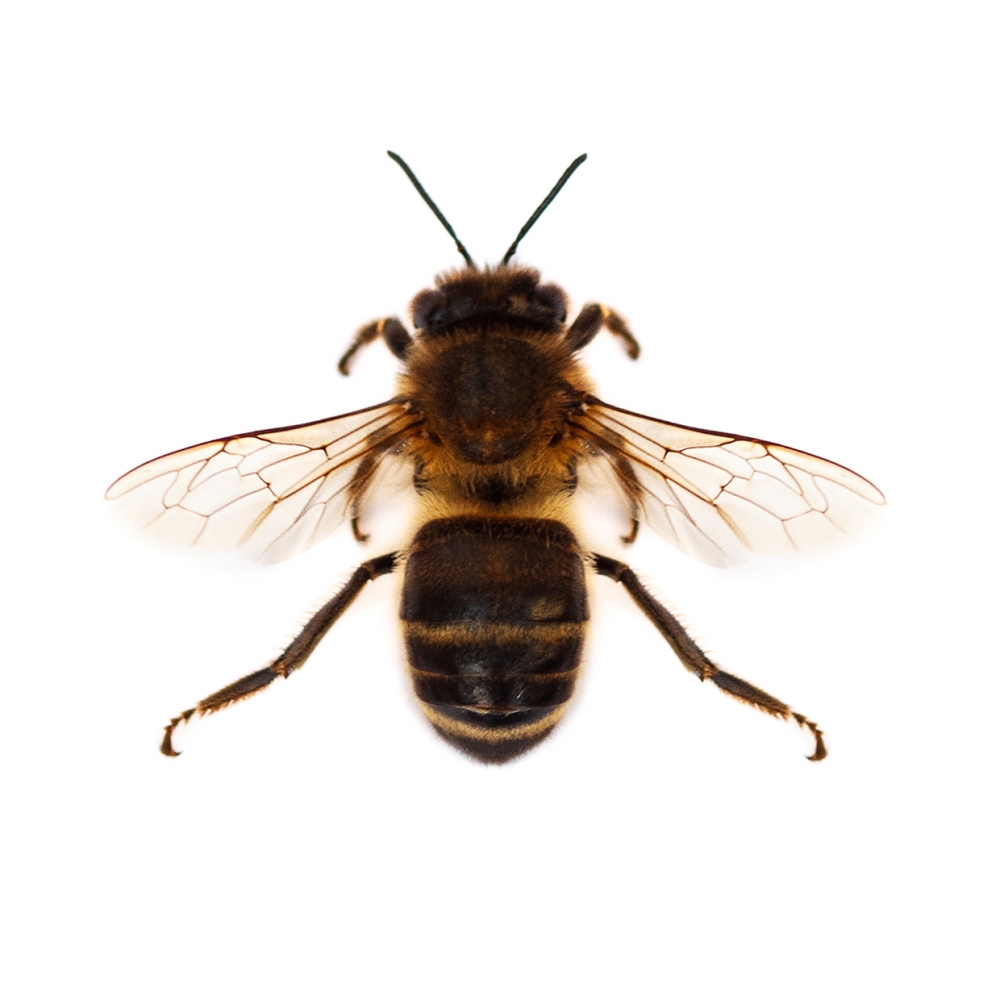 Imagen en la que se ve una abeja en perspectiva cenital