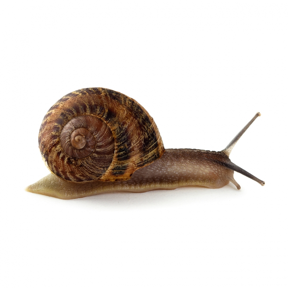 Imagen de un caracol terrestre en vista de perfil