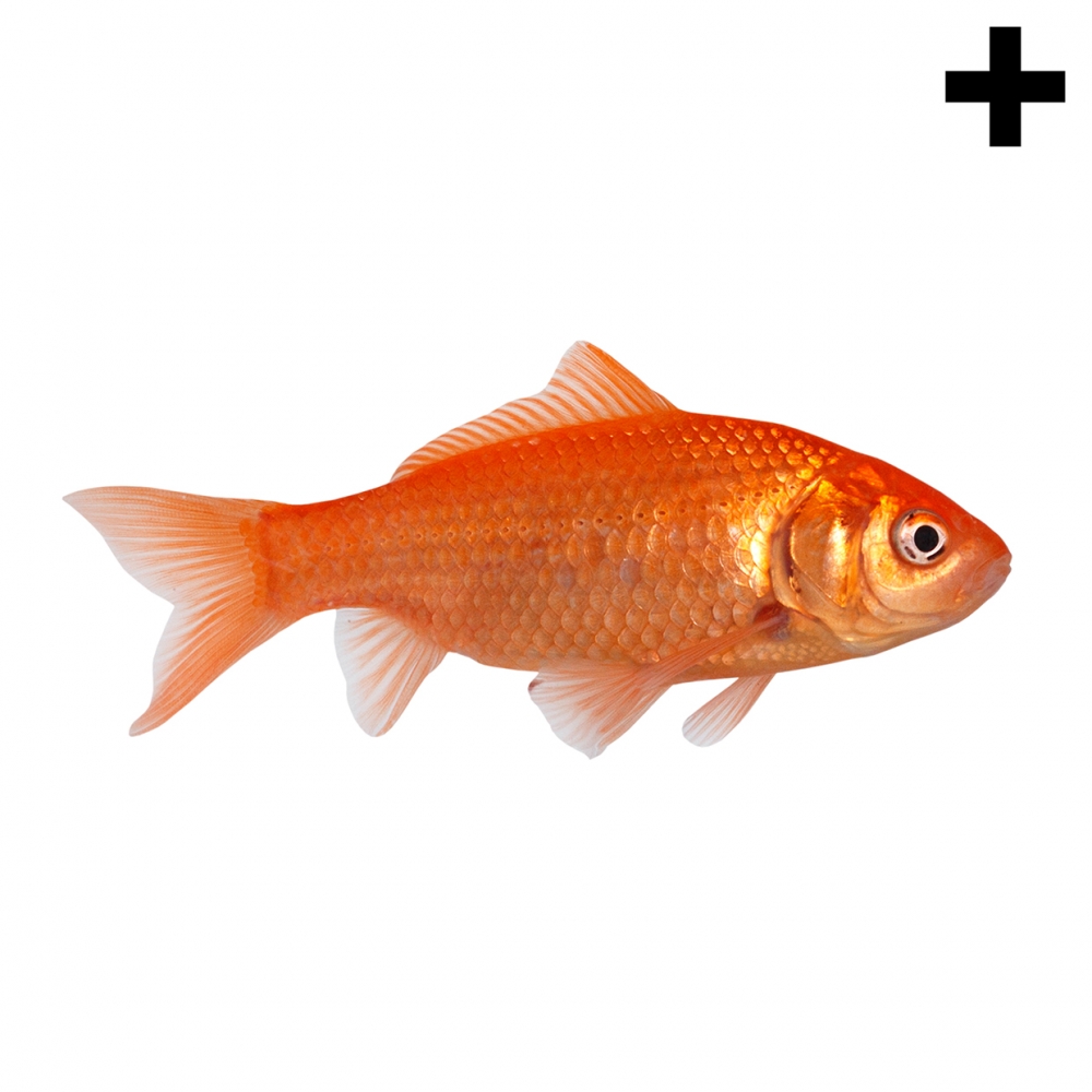 Imagen en la que se ve un pez goldfish en perspectiva lateral