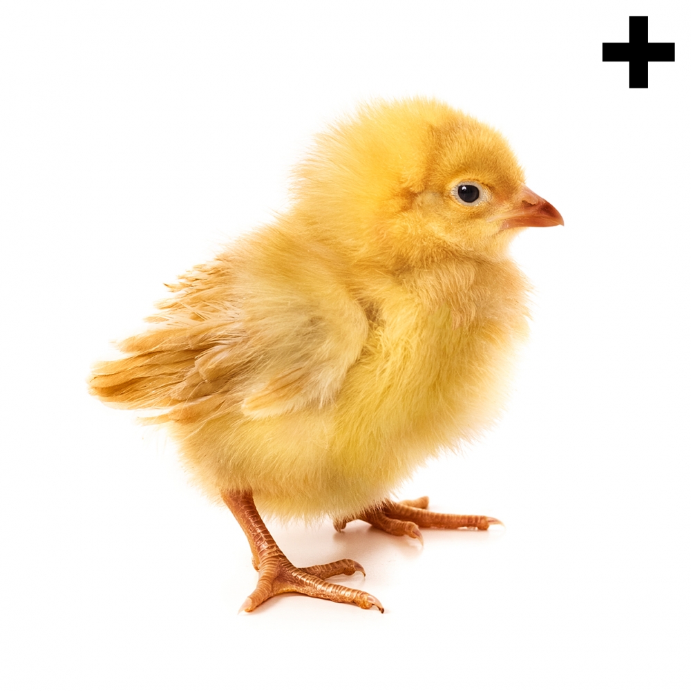 Imagen en la que se ve el plural del concepto pollito