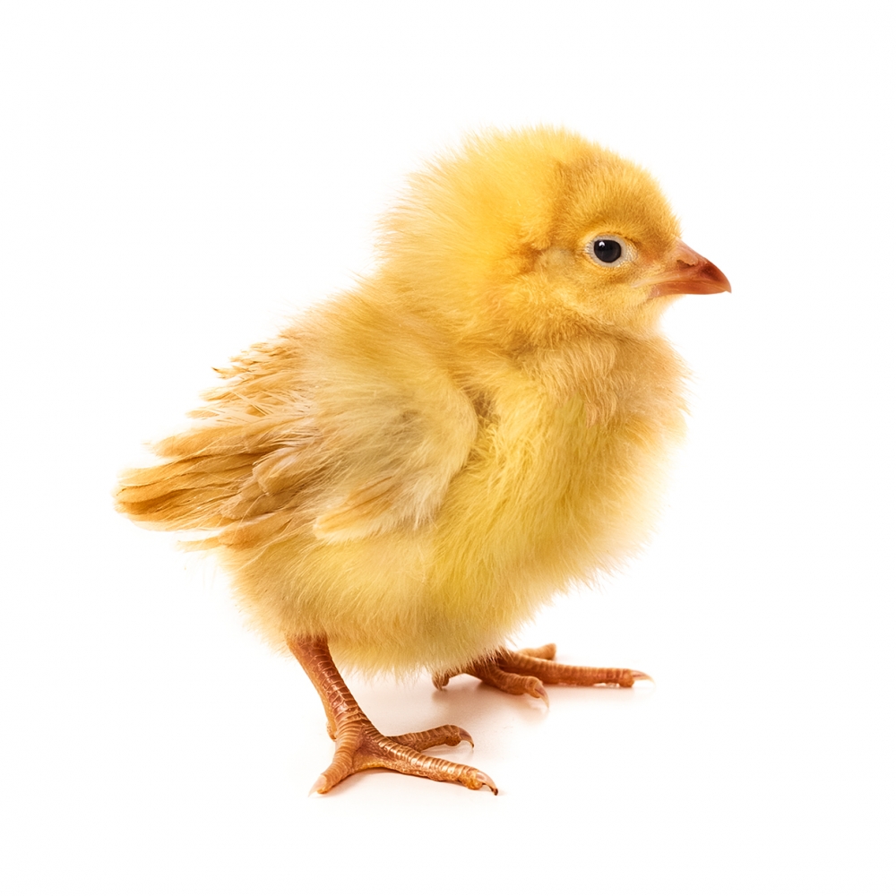 Imagen en la que aparece un pollito