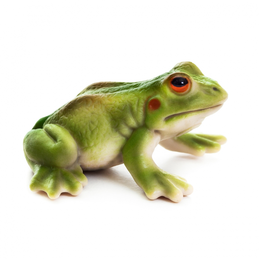 Imagen en la que se ve una rana verde en perspectiva lateral