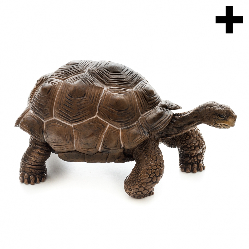 Imagen en la que se ve una tortuga terrestre en perspectiva lateral