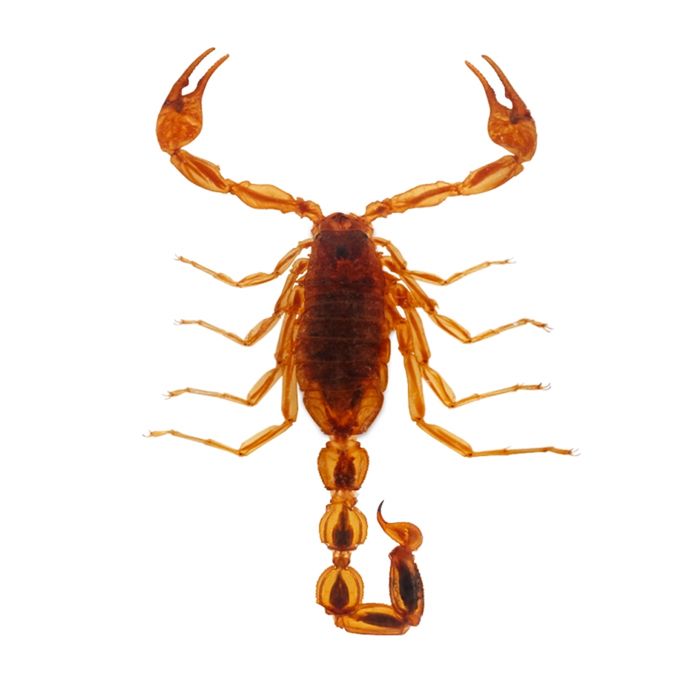 Imagen en la que se ve un escorpión