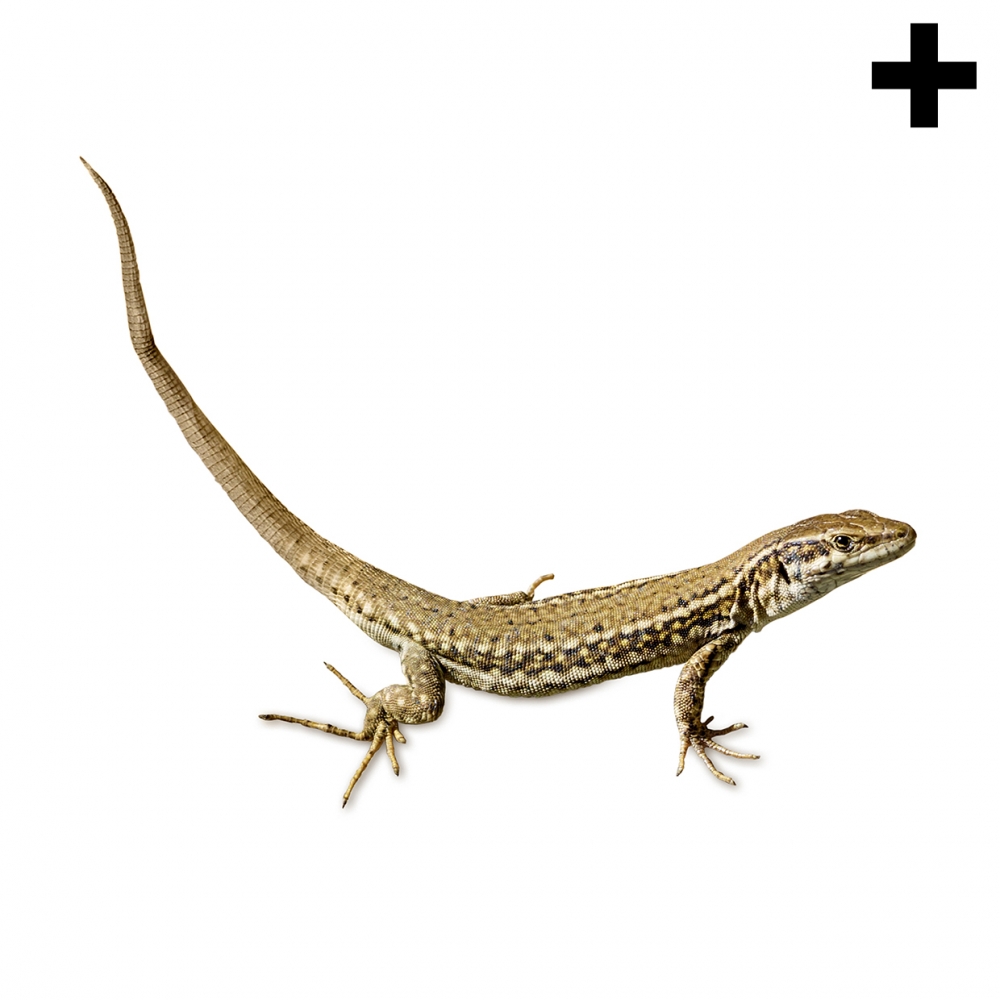 Imagen en la que se ve el plural del concepto lagartija