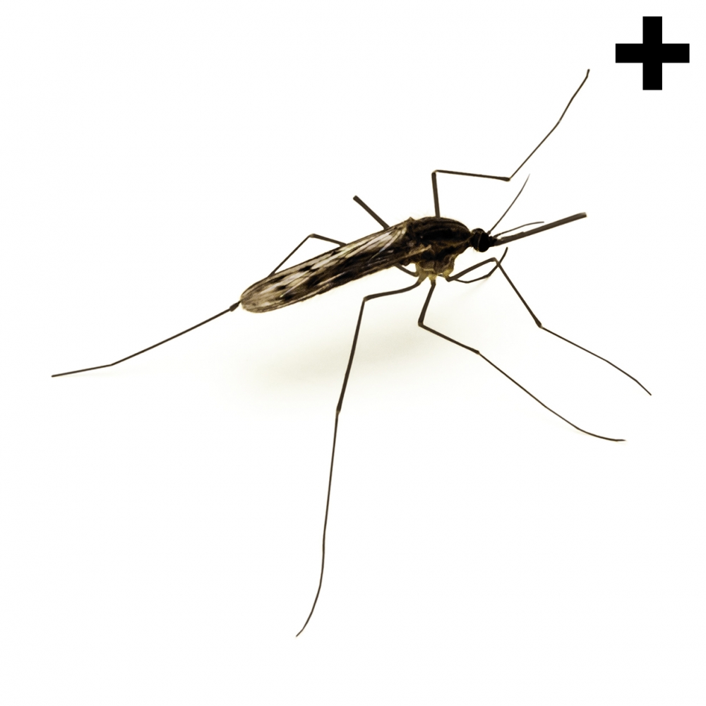 Imagen en la que se ve el plural del concepto mosquito