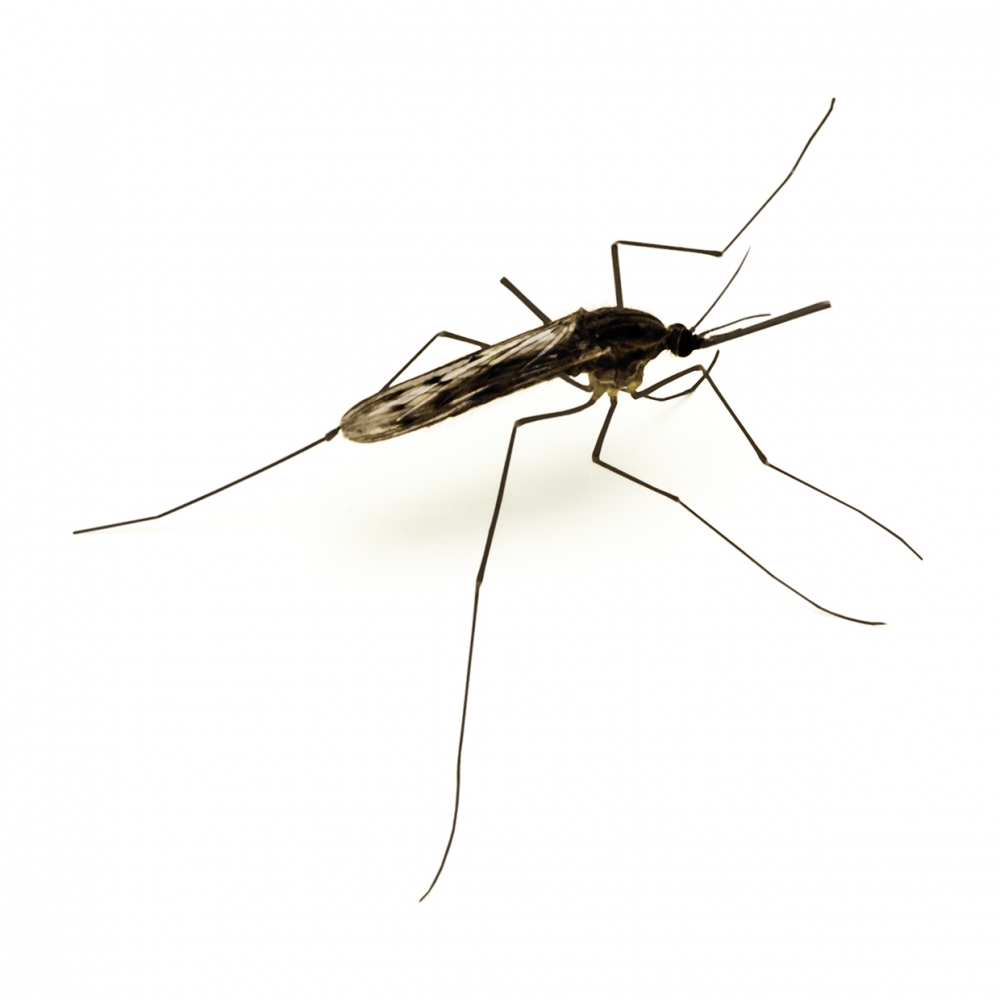 Imagen en la que se ve un mosquito