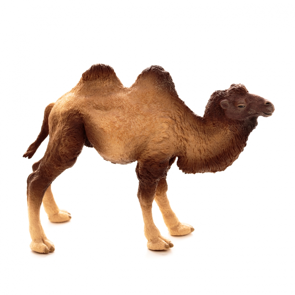 Imagen en la que se ve a un camello