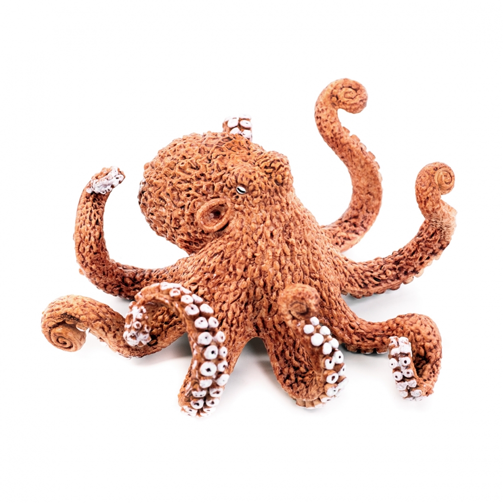 Imagen en la que se ve un pulpo