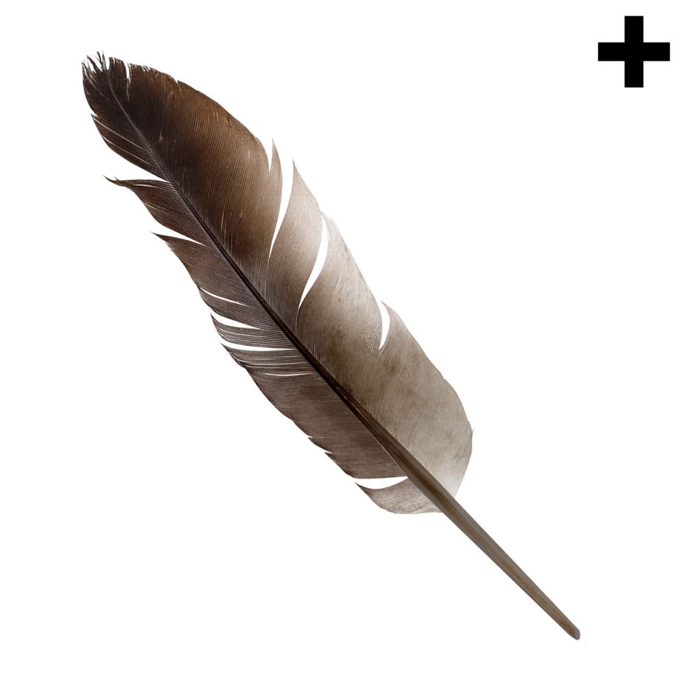 Imagen en la que se ve el plural del concepto pluma
