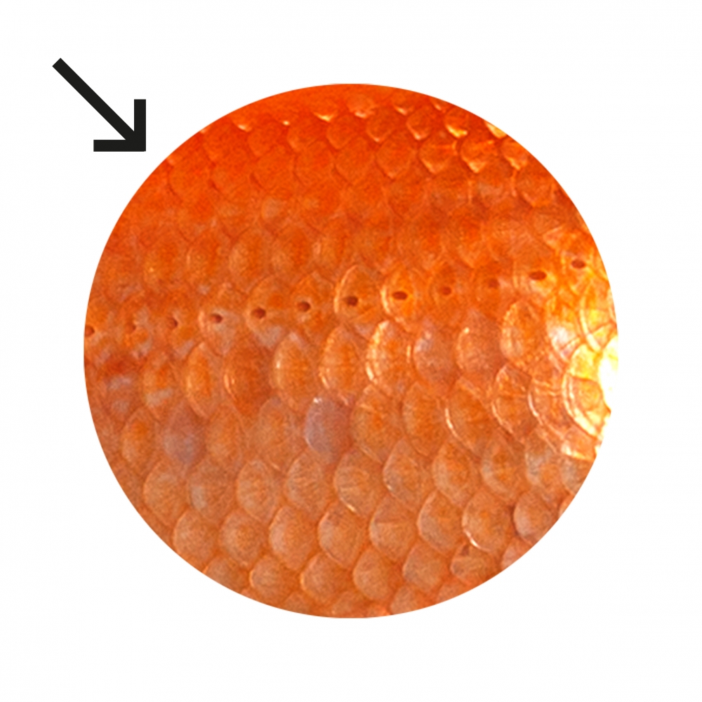 Imagen en la que se ven escamas de animal