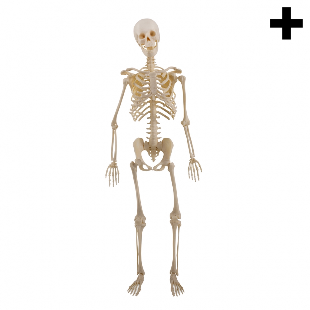 Imagen en la que se ve el plural del concepto esqueleto