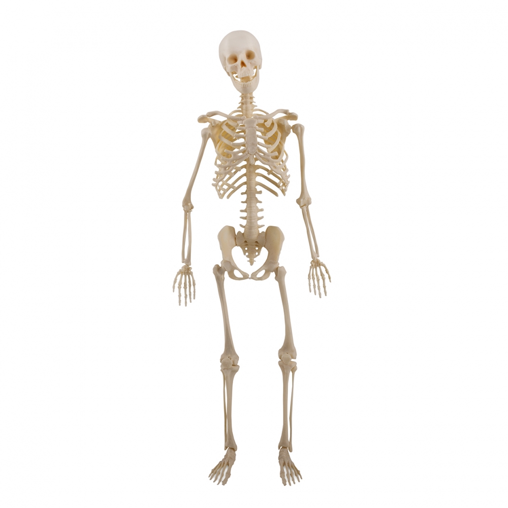 Imagen en la que se ve un esqueleto humano