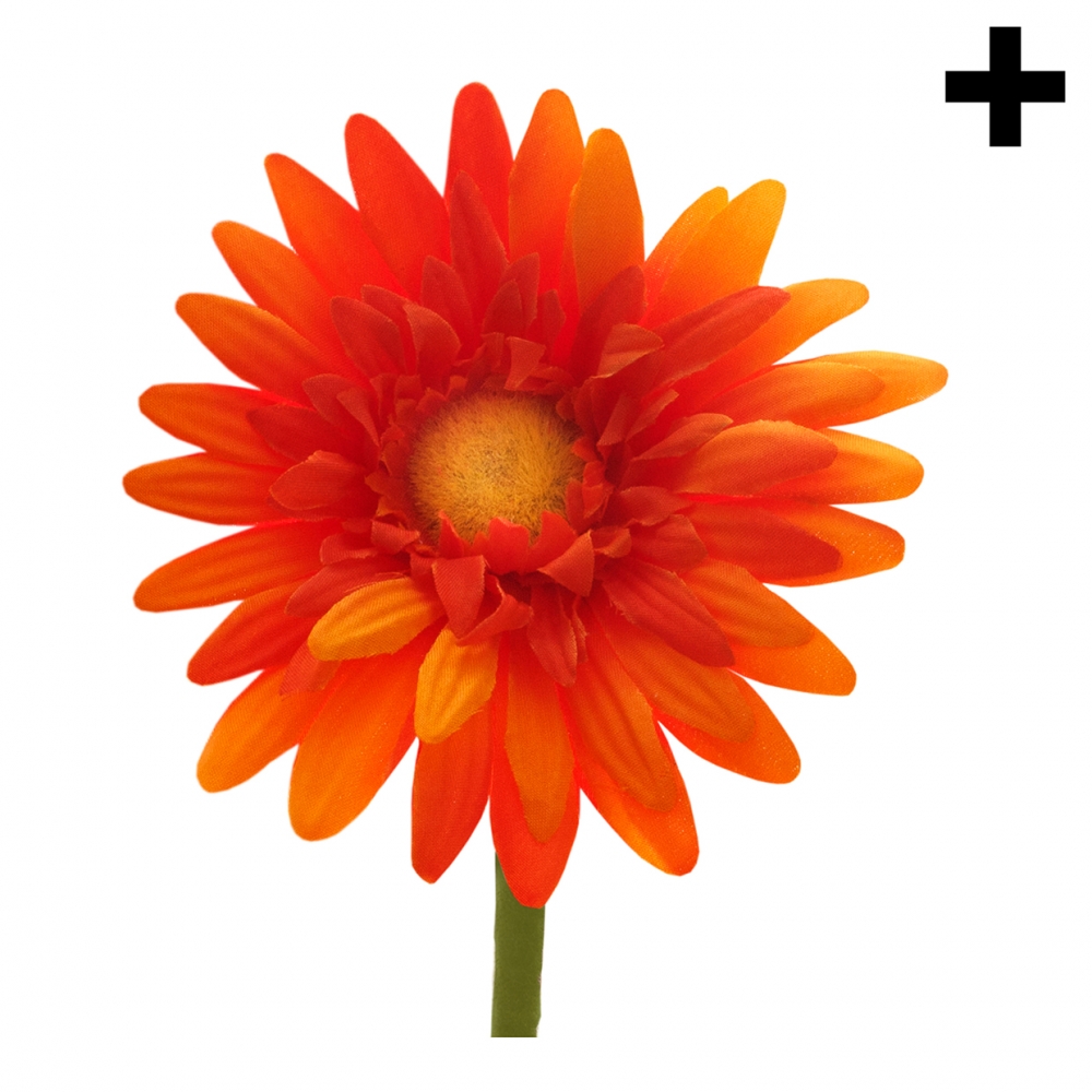 Imagen en la que se ve una flor de pétalos naranjas