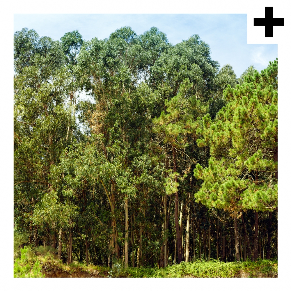 Imagen en la que se ve el plural del concepto bosque