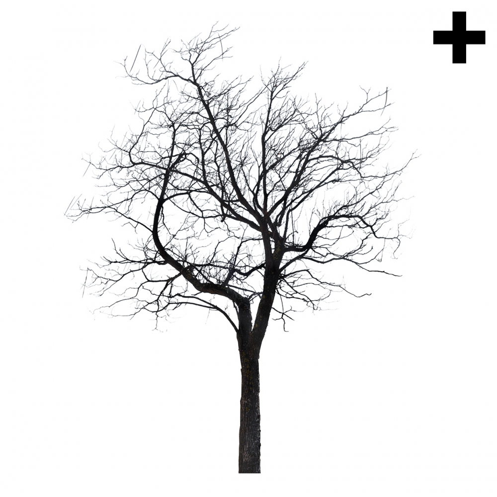Imagen en la que se ve el plural del concepto árbol de invierno