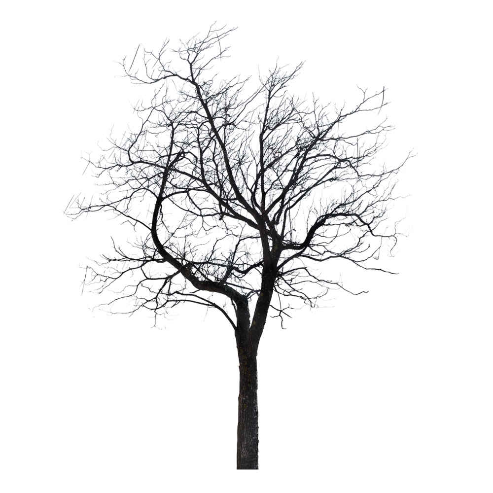 Imagen en la que se ve un árbol sin hojas