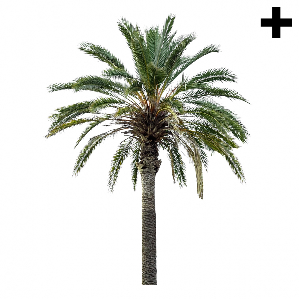 Imagen en la que se ve el plural del concepto palmera