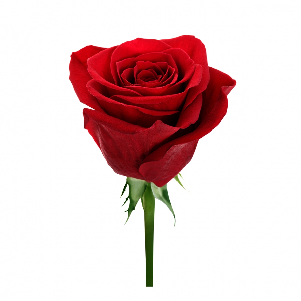 Imagen en la que se ve una rosa