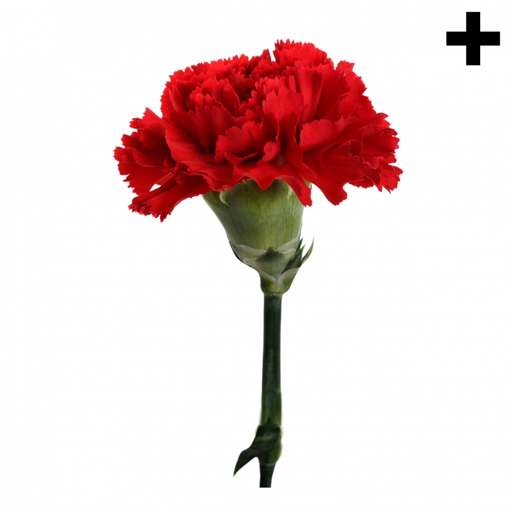 Imagen en la que se ve el plural del concepto clavel