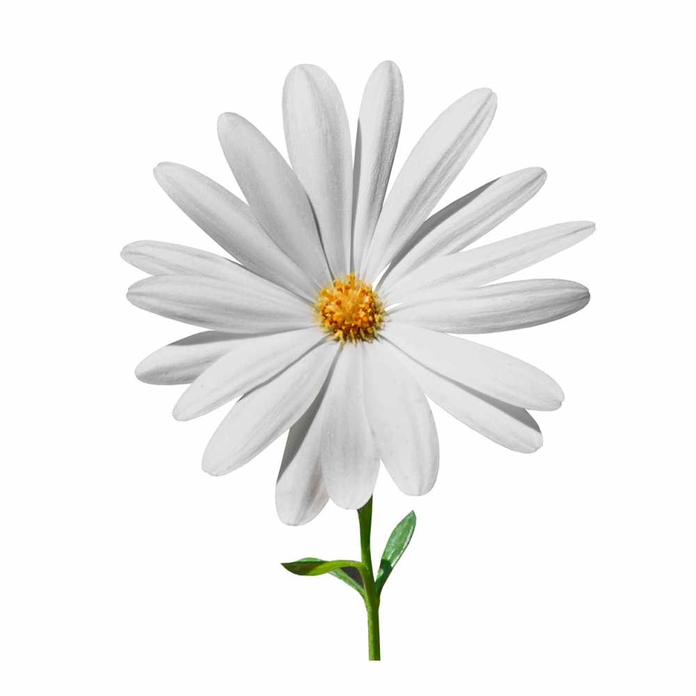 Imagen en la que se ve una margarita