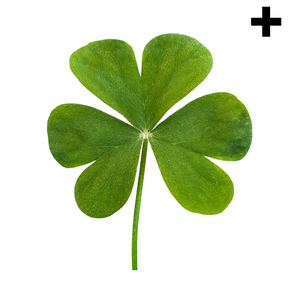 Imagen en la que se ve el plural del concepto trébol