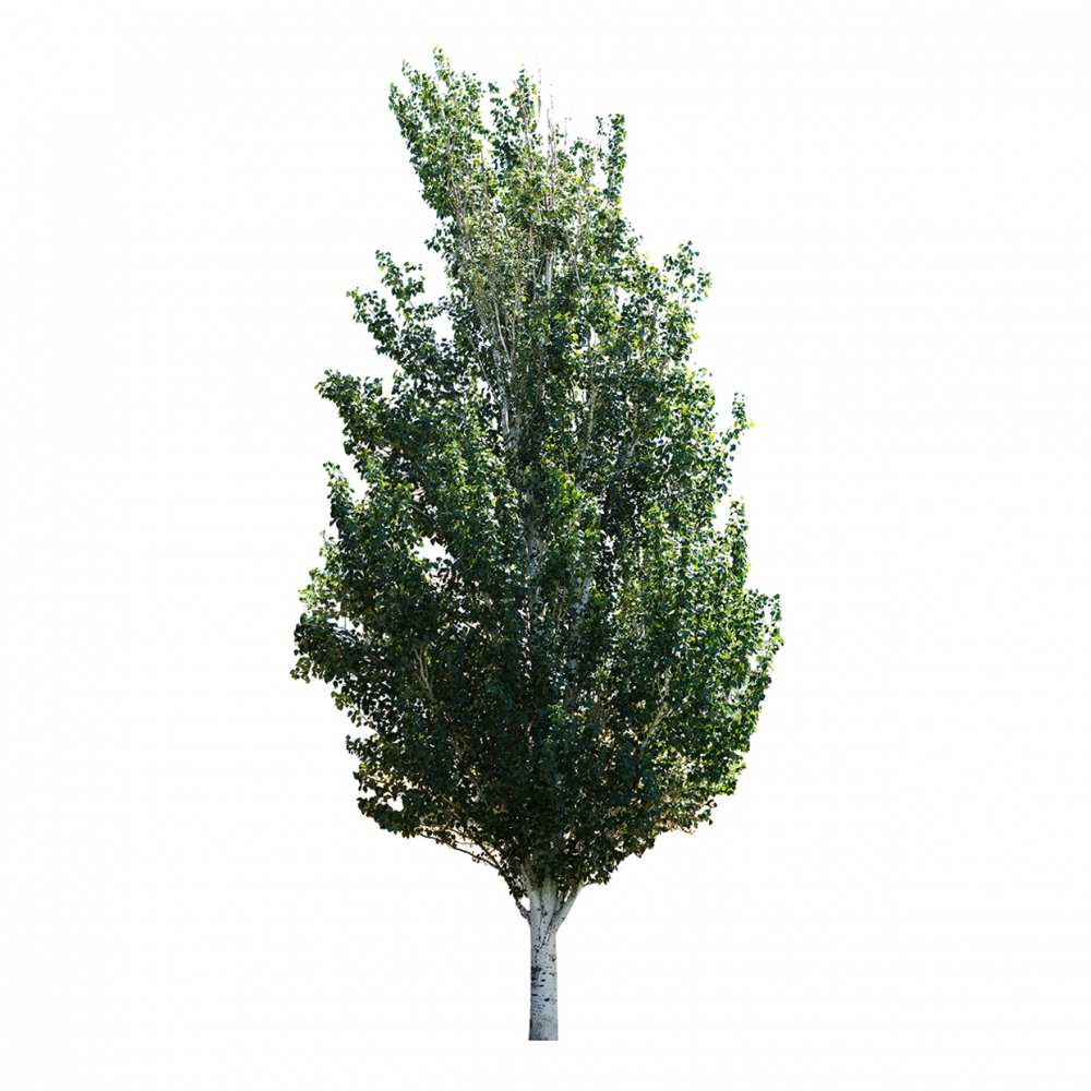 Imagen en la que se ve un chopo