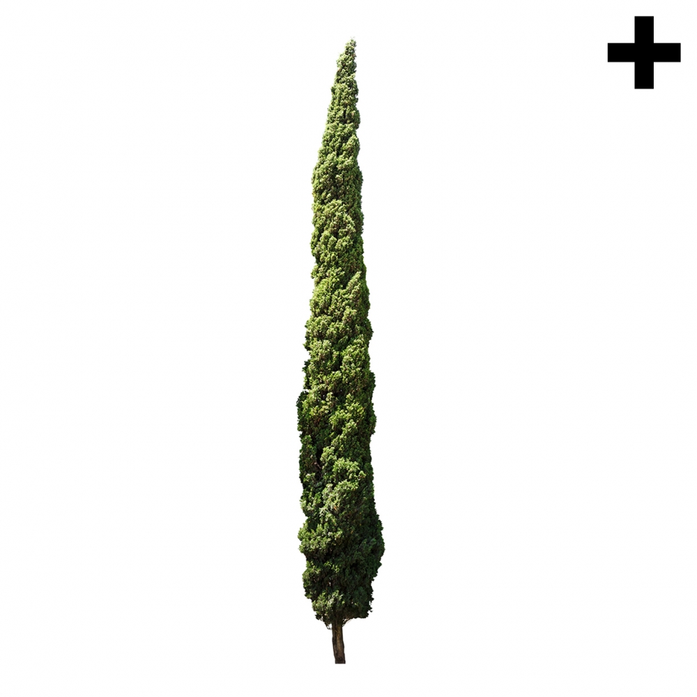 Imagen en la que se ve el plural del concepto ciprés