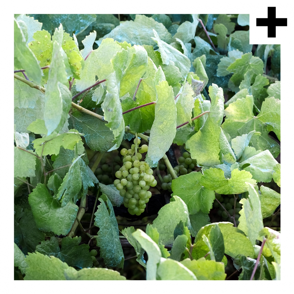 Imagen en la que se ve el plural del concepto parra