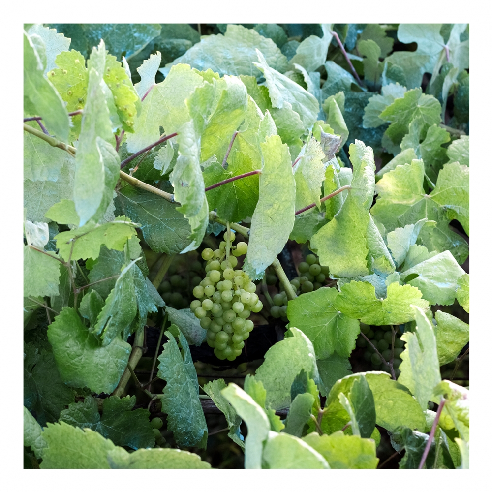 Imagen en la que se ve una parra con uvas