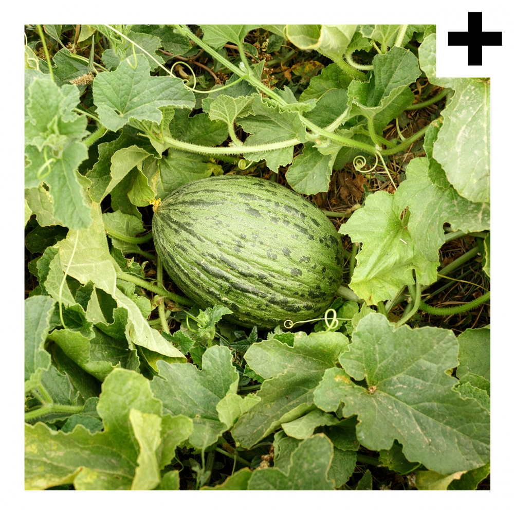 Imagen en la que se ve el plural del concepto planta del melón