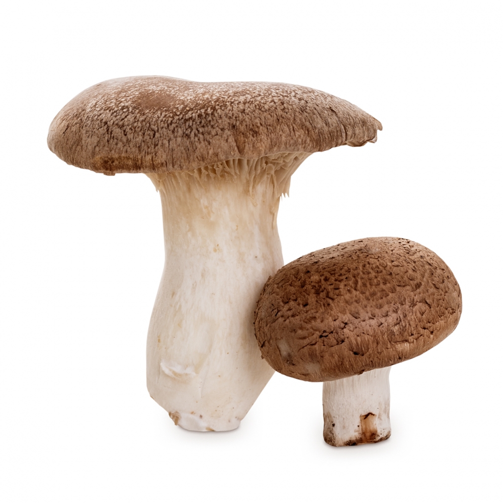 Imagen en la que se ven un par de setas