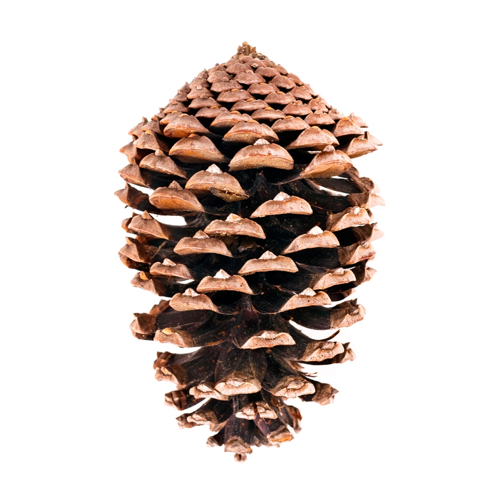 Imagen en la que se ve una piña de pino