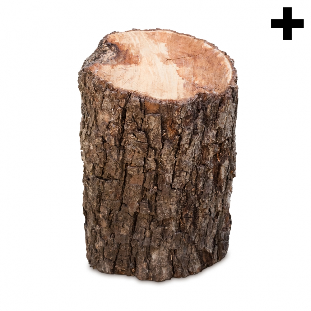 Imagen en la que se ve el plural del concepto tronco