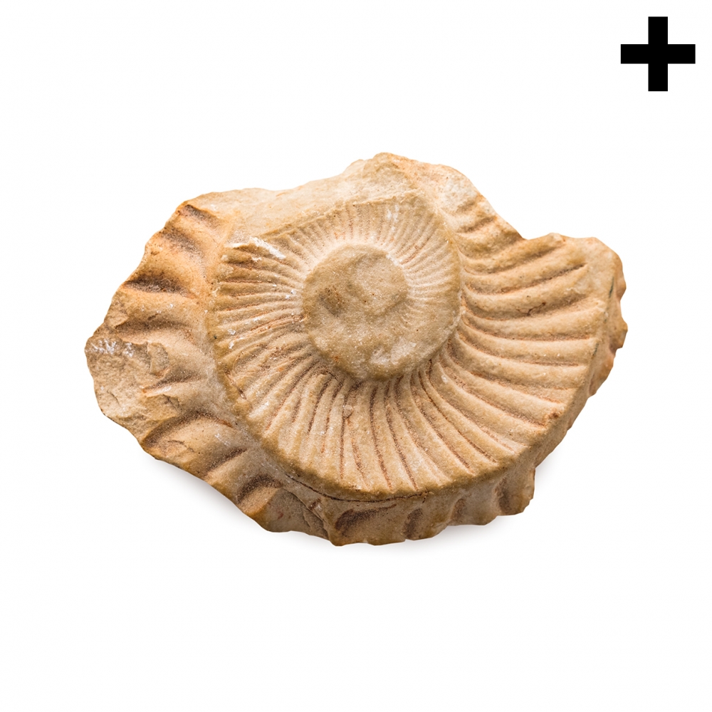 Imagen en la que se ve el plural del concepto fósil