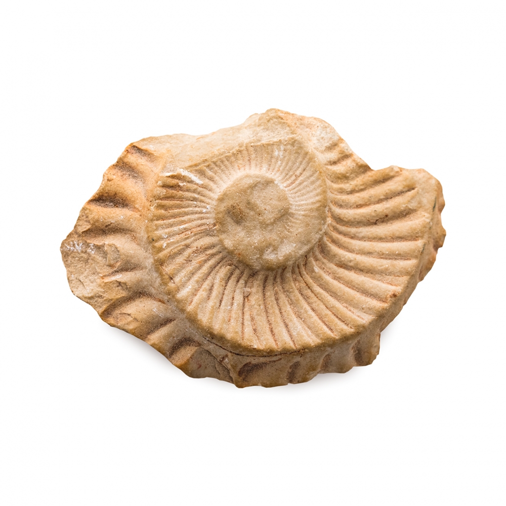 Imagen en la que se ve un fósil