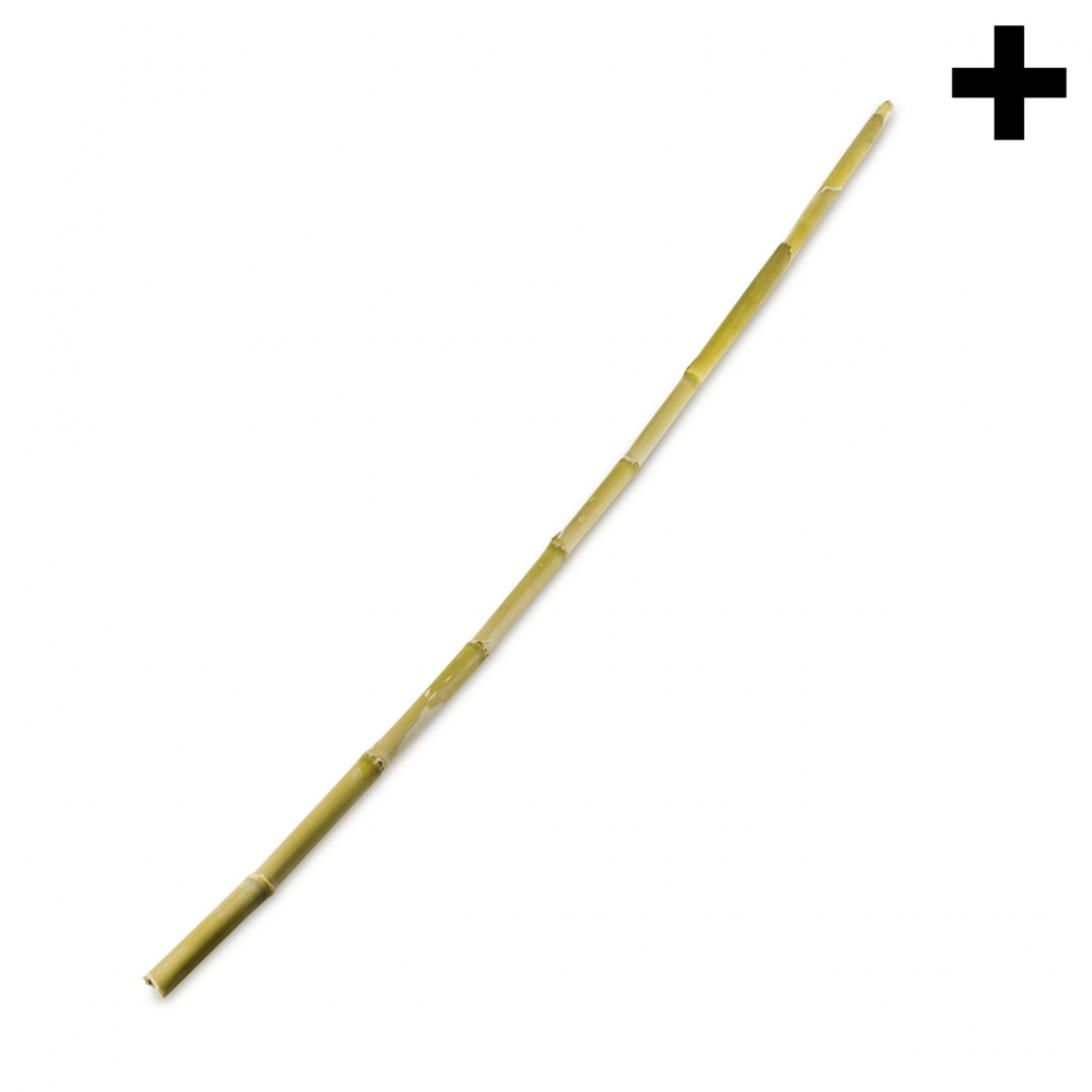 Imagen en la que se ve el plural del concepto caña