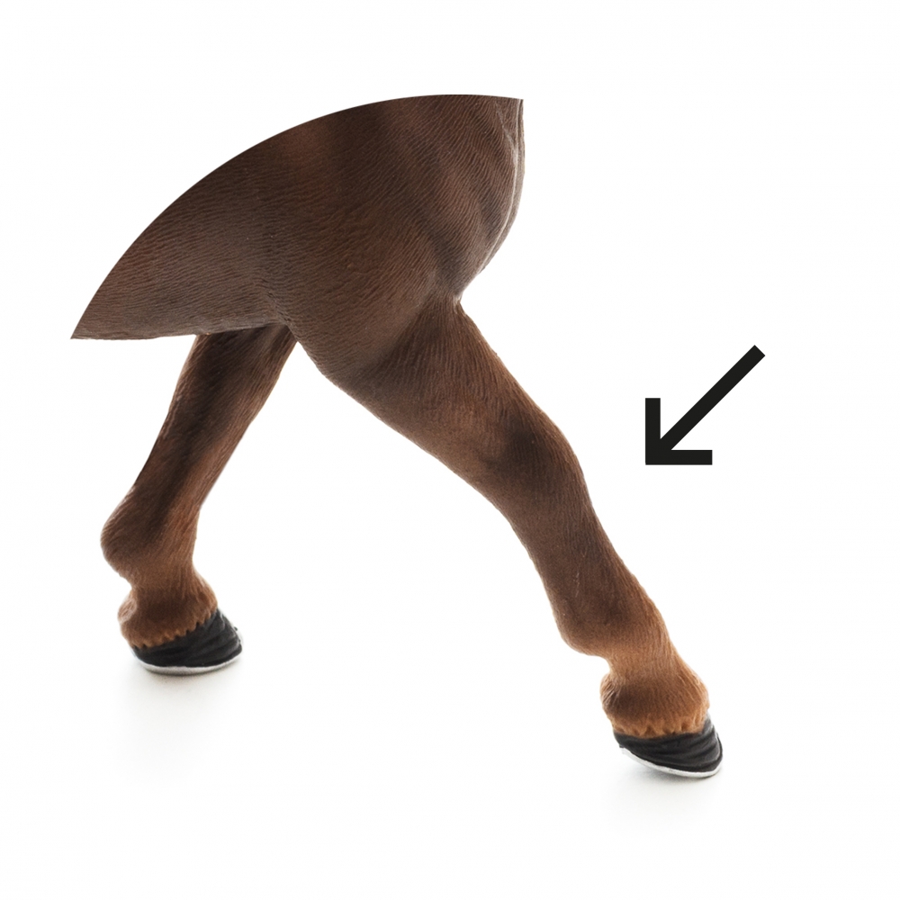 Imagen en la que se ve una pata de animal