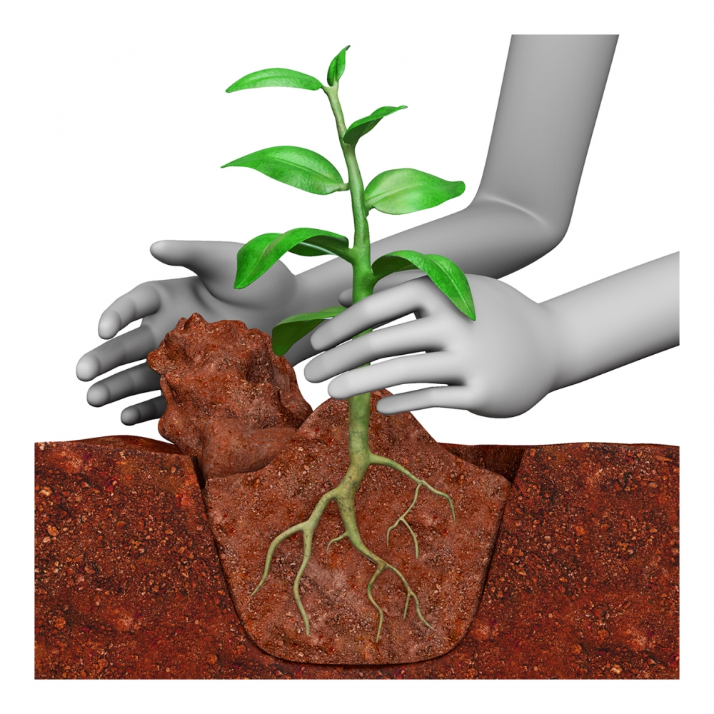 Unas manos plantan una planta en la tierra