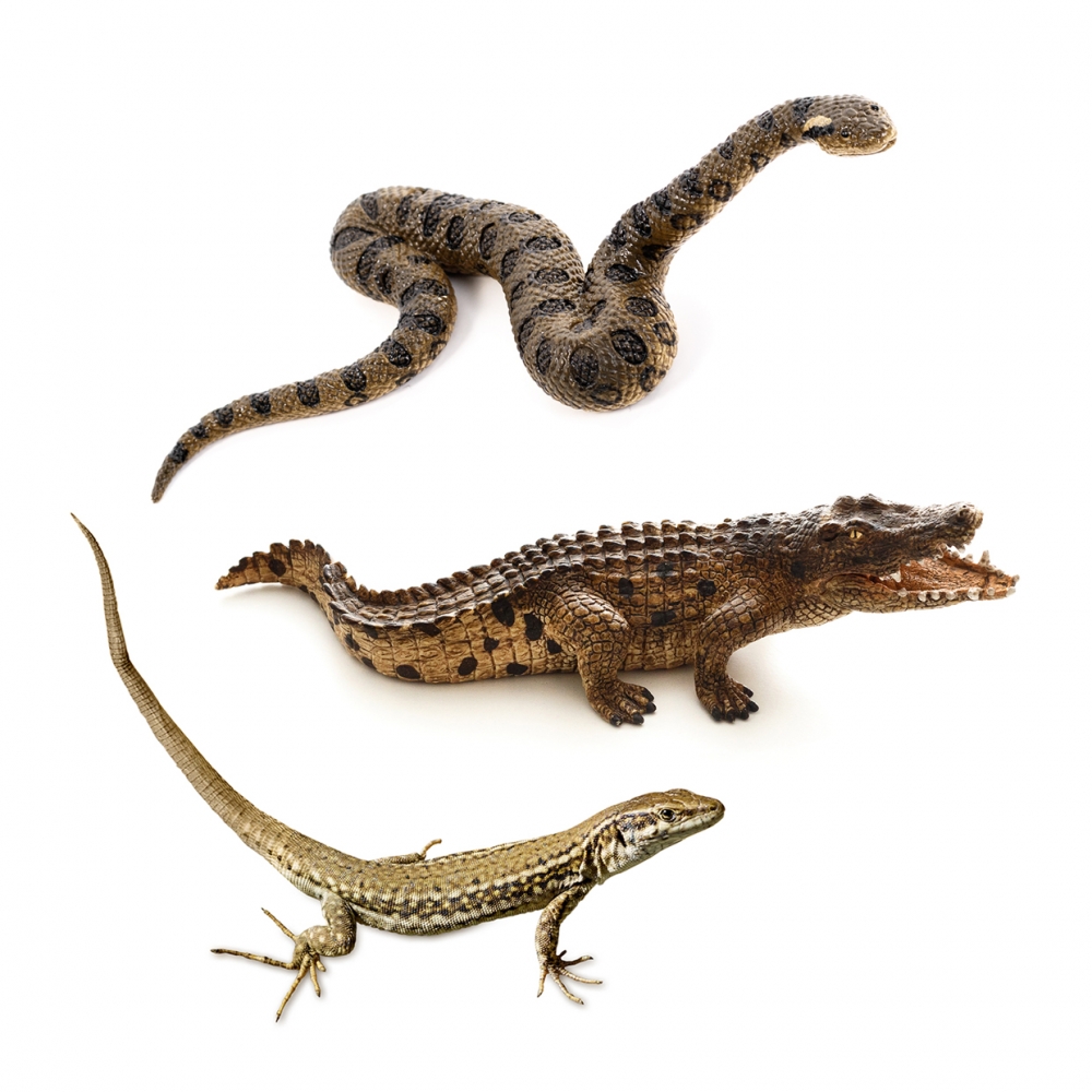 Imagen en la que se ve el concepto genérico de reptiles