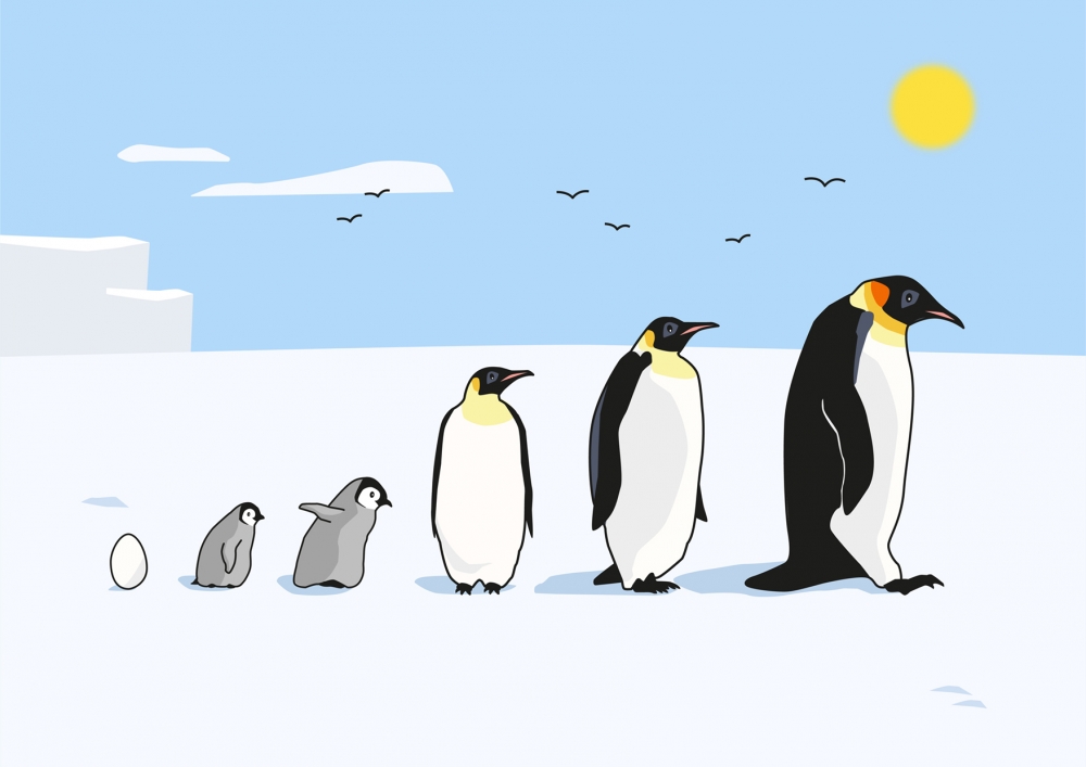 Lámina ilustrada con diferentes pingüinos de perfil