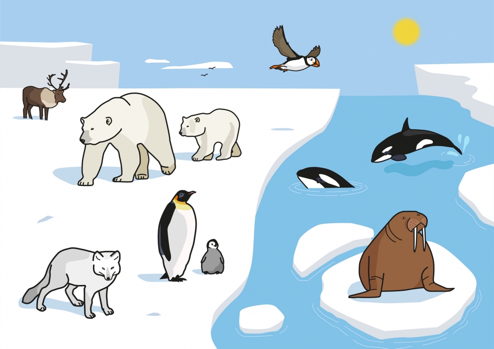 Lámina ilustrada con los diferentes animales que hay en el ártico