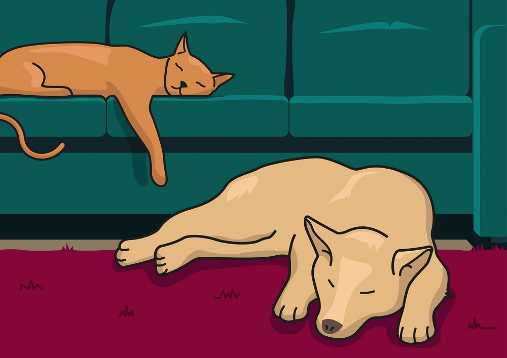 En la escena, se observa un perro durmiendo sobre la alfombra y a un gato durmiendo encima del sofa.