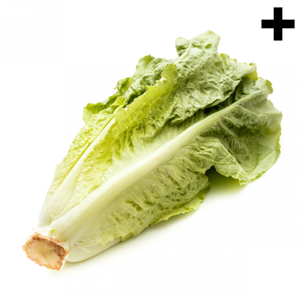 Imagen en la que se ve un cogollo de lechuga tumbado