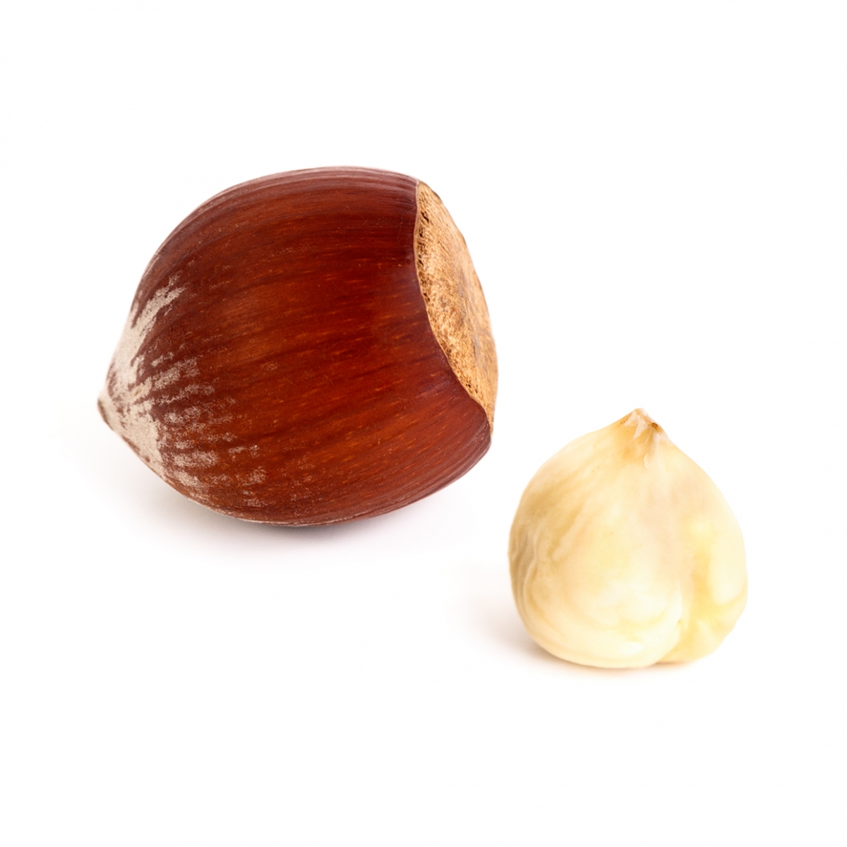 Imagen en la que se ve una avellana