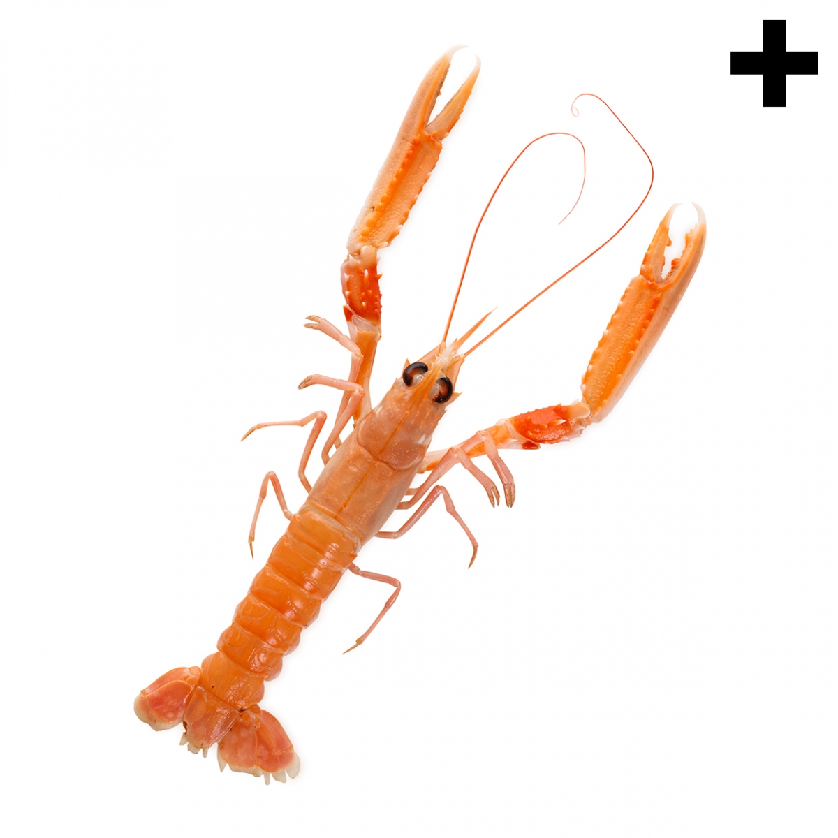 Imagen en la que se ve el plural del concepto cigala