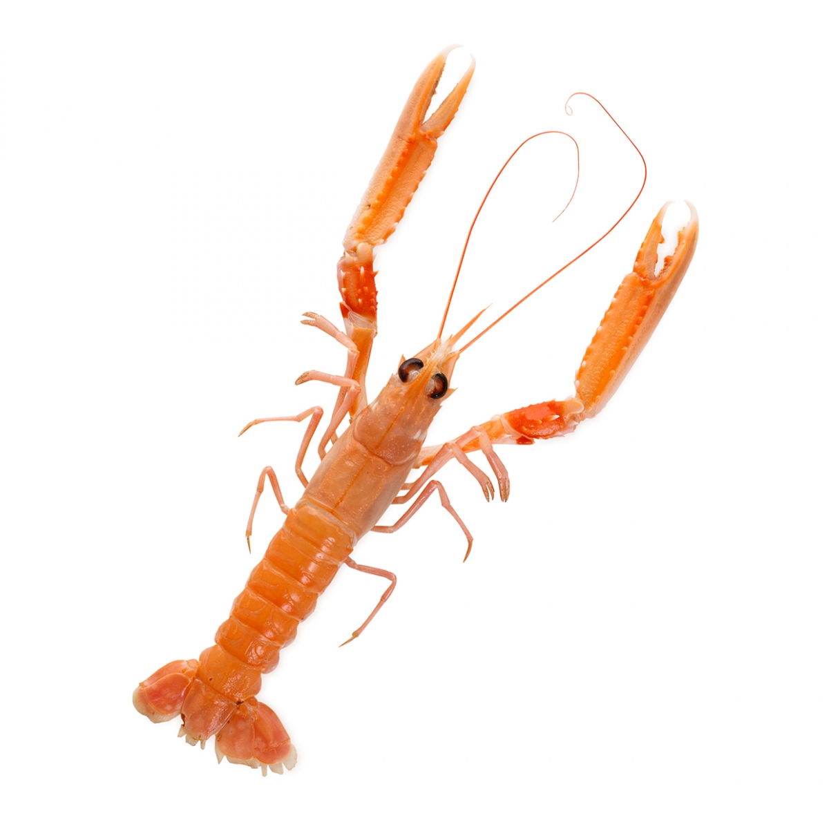 Imagen en la que se ve una cigala